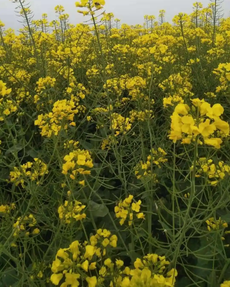 陕油803油菜种子高产抗病耐裂荚油菜籽种籽农家大田基地春
