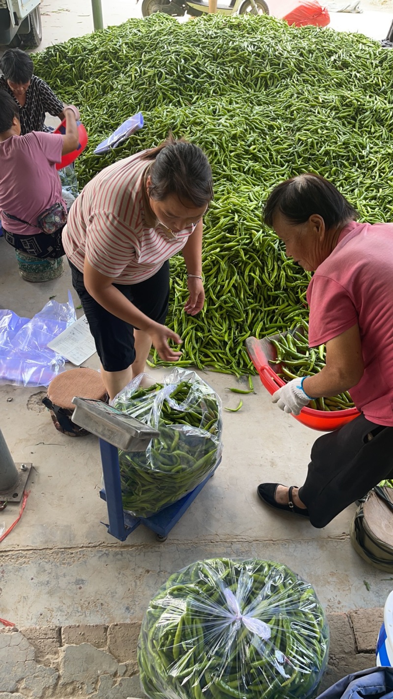 杭椒，青尖椒，线椒，小米椒产地一手货源，量大，批发辣椒