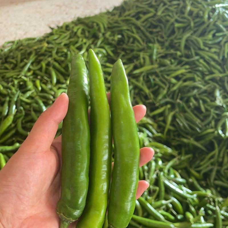 大青椒，青辣椒，青尖椒，产地直发，每天现收现发，货源充足