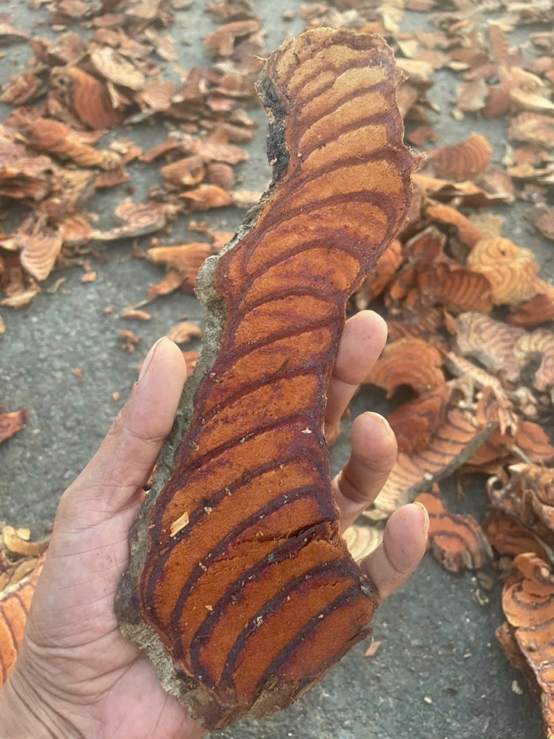 老挝鸡血藤