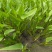 水生植物观花植物:梭鱼草30盆，量大价优欢迎订购