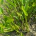 水生植物观花植物:梭鱼草30盆，量大价优欢迎订购
