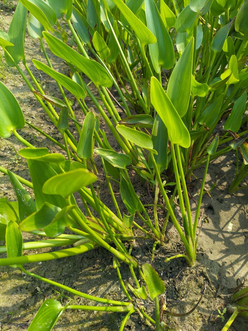水生植物观花植物:梭鱼草30盆，量大价优欢迎订购