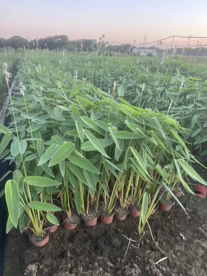 水生植物再力花小杯、120杯，基地有量，价格优惠，欢迎订