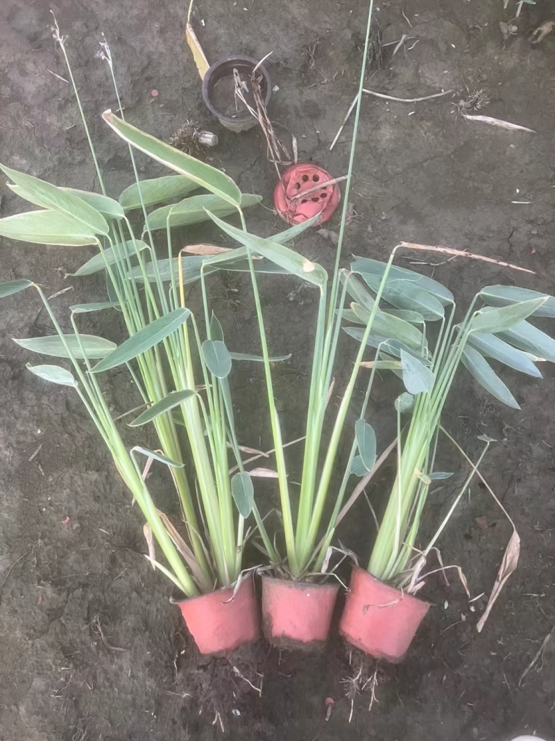 水生植物再力花小杯、120杯，基地有量，价格优惠，欢迎订