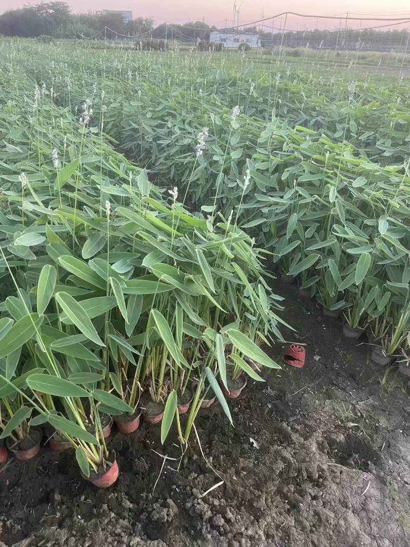水生植物再力花小杯、120杯，基地有量，价格优惠，欢迎订