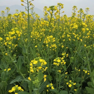 陕油19号油菜籽种子陕西油菜花种籽榨油香非转基因油菜种子