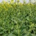 陕油19号油菜籽种子陕西油菜花种籽榨油香非转基因油菜种子