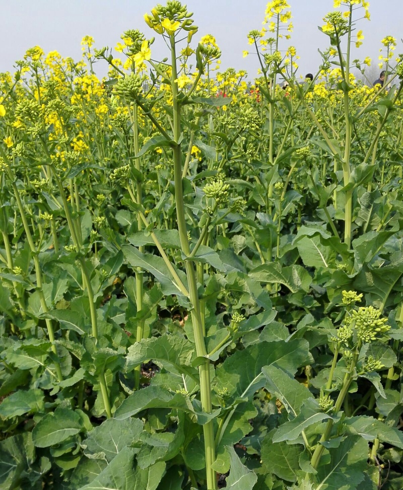 陕油19号油菜籽种子陕西油菜花种籽榨油香非转基因油菜种子