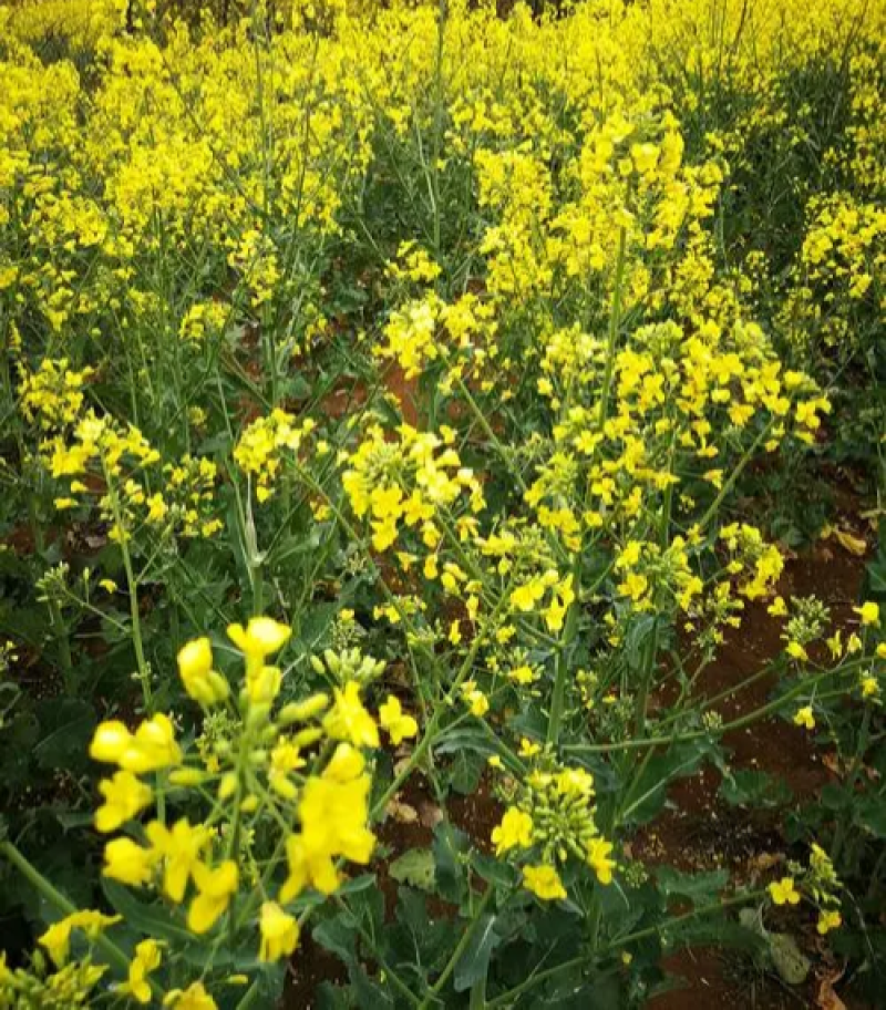 陕油19号油菜籽种子陕西油菜花种籽榨油香非转基因油菜种子