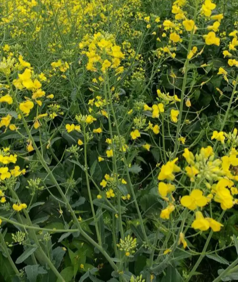 陕油19号油菜籽种子陕西油菜花种籽榨油香非转基因油菜种子