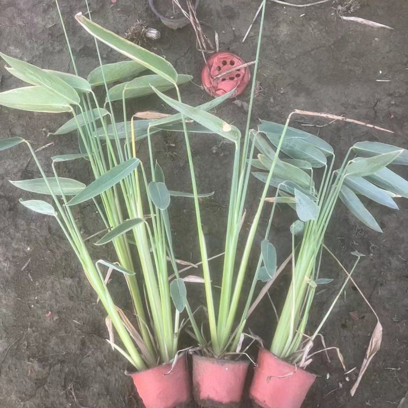 水生植物再力花小杯、120杯，基地有量，价格优惠，欢迎订