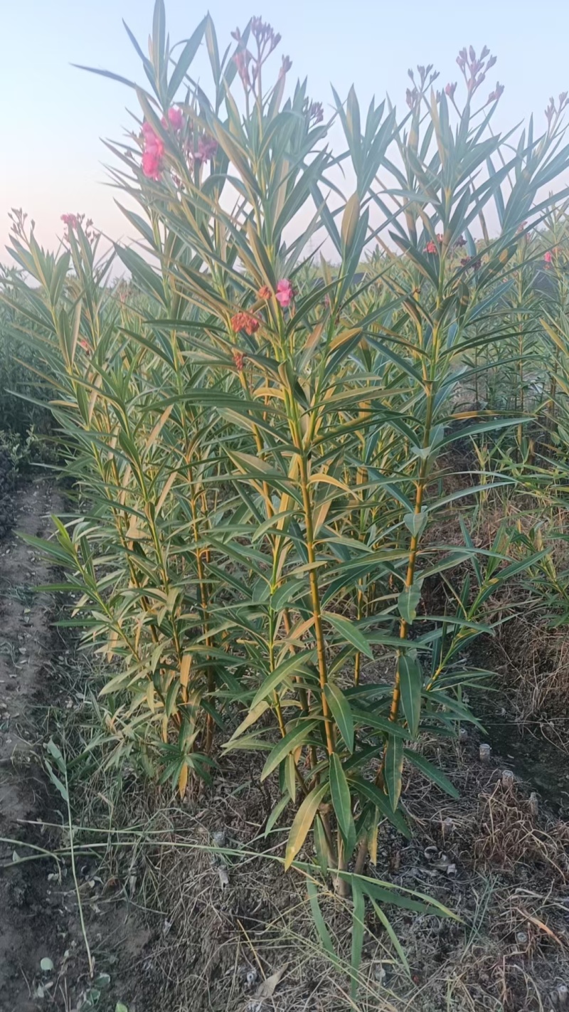 红花夹竹桃3叉以上，基地有量，价格优惠，欢迎订购。