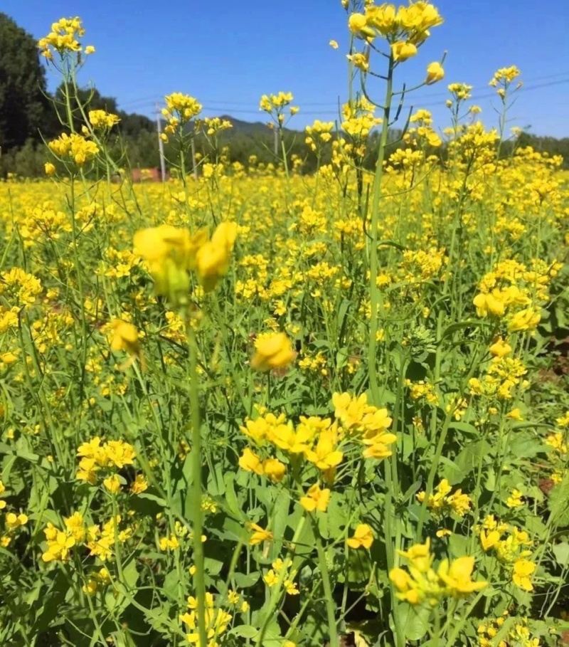 陕油19号油菜籽种子陕西油菜花种籽榨油香非转基因油菜种子