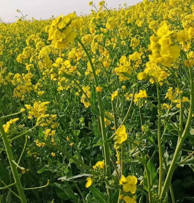 陕油19号油菜籽种子陕西油菜花种籽榨油香非转基因油菜种子
