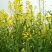 陕油19号油菜籽种子陕西油菜花种籽榨油香非转基因油菜种子