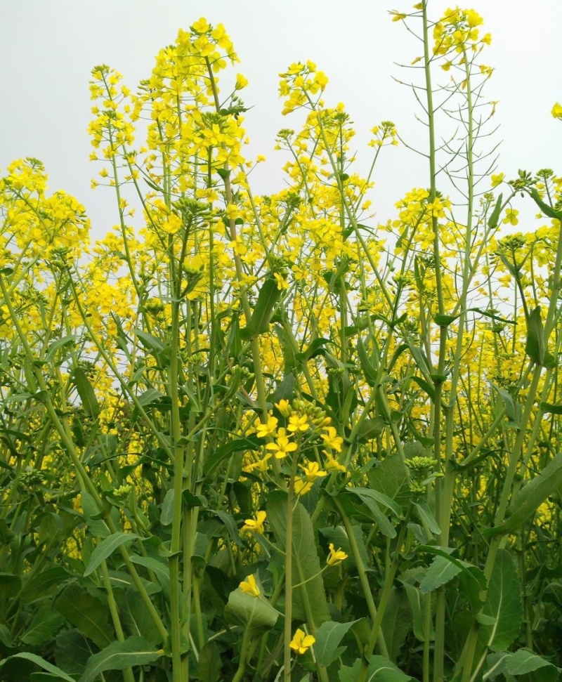 陕油19号油菜籽种子陕西油菜花种籽榨油香非转基因油菜种子