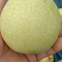 雪花梨
