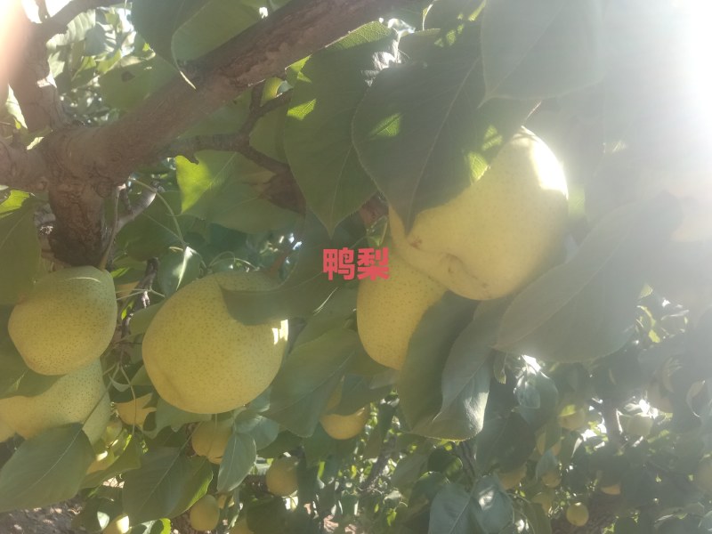 雪花梨