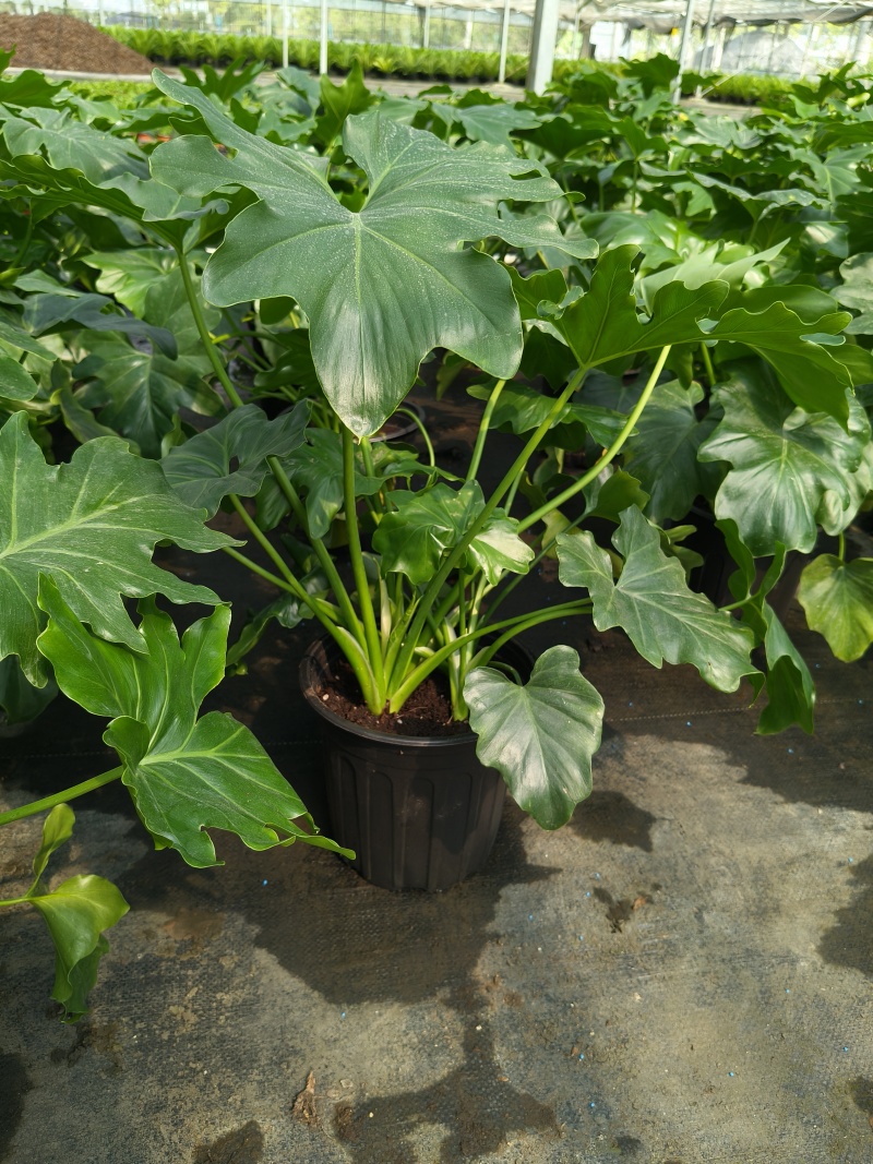 观叶植物春芋2加伦基地有量，价格优惠，欢迎订购。