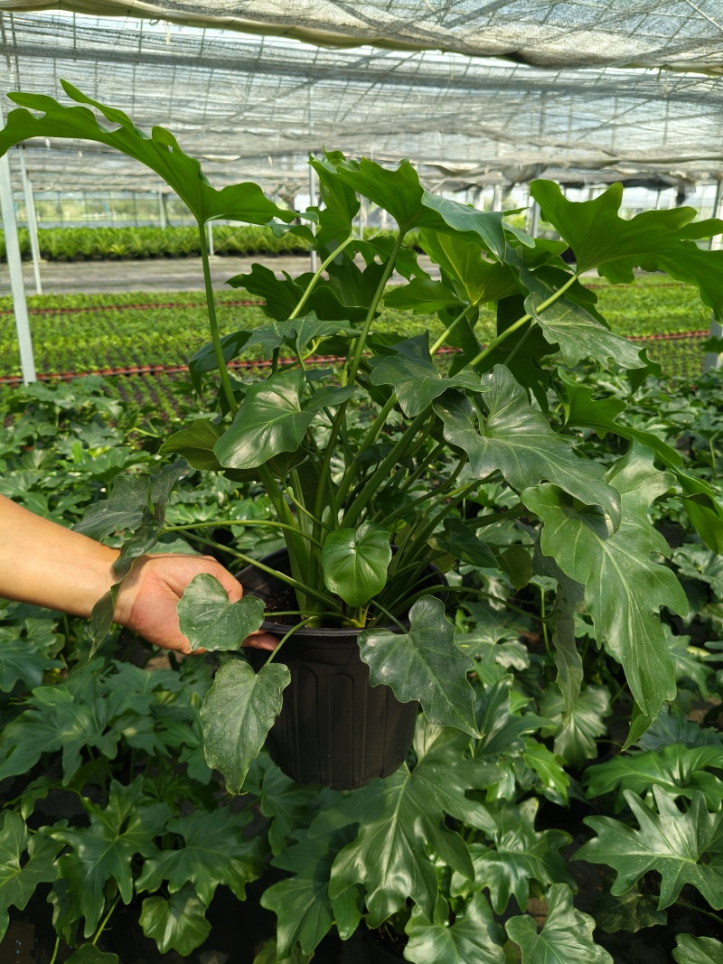 观叶植物春芋2加伦基地有量，价格优惠，欢迎订购。
