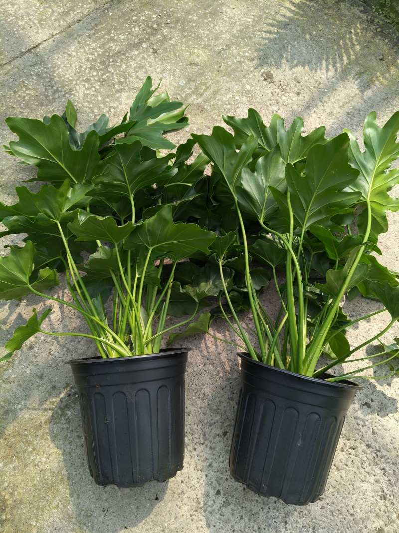 观叶植物春芋2加伦基地有量，价格优惠，欢迎订购。
