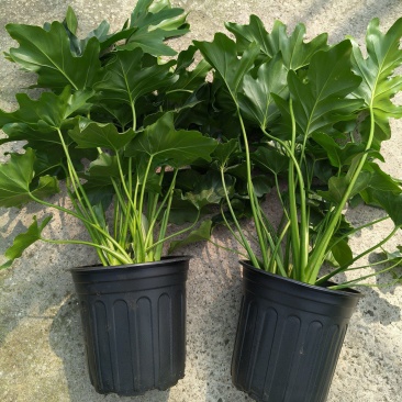 观叶植物春芋2加伦基地有量，价格优惠，欢迎订购。