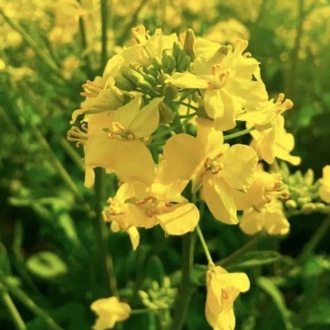 德正油1号油菜种子杂交中熟甘蓝型油菜高产抗病矮秆秋季播