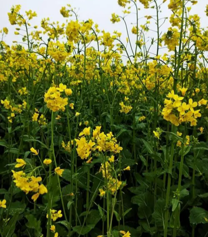 德正油1号油菜种子杂交中熟甘蓝型油菜高产抗病矮秆秋季播