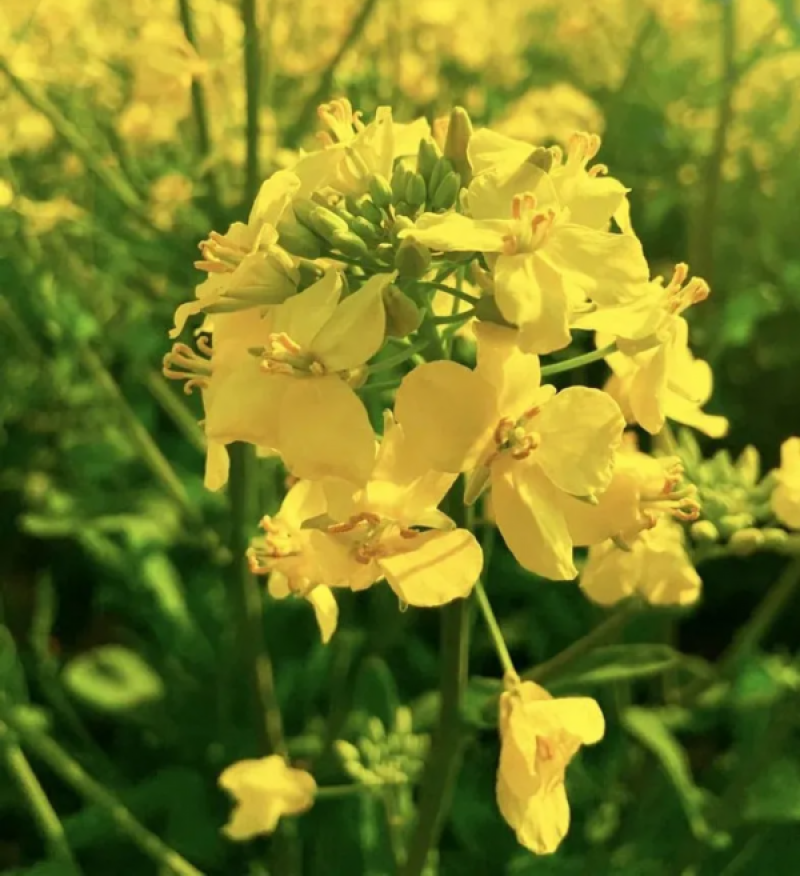 德正油1号油菜种子杂交中熟甘蓝型油菜高产抗病矮秆秋季播