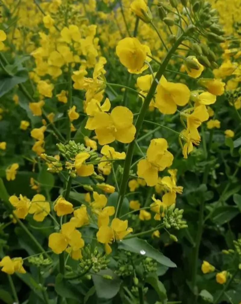 德正油1号油菜种子杂交中熟甘蓝型油菜高产抗病矮秆秋季播