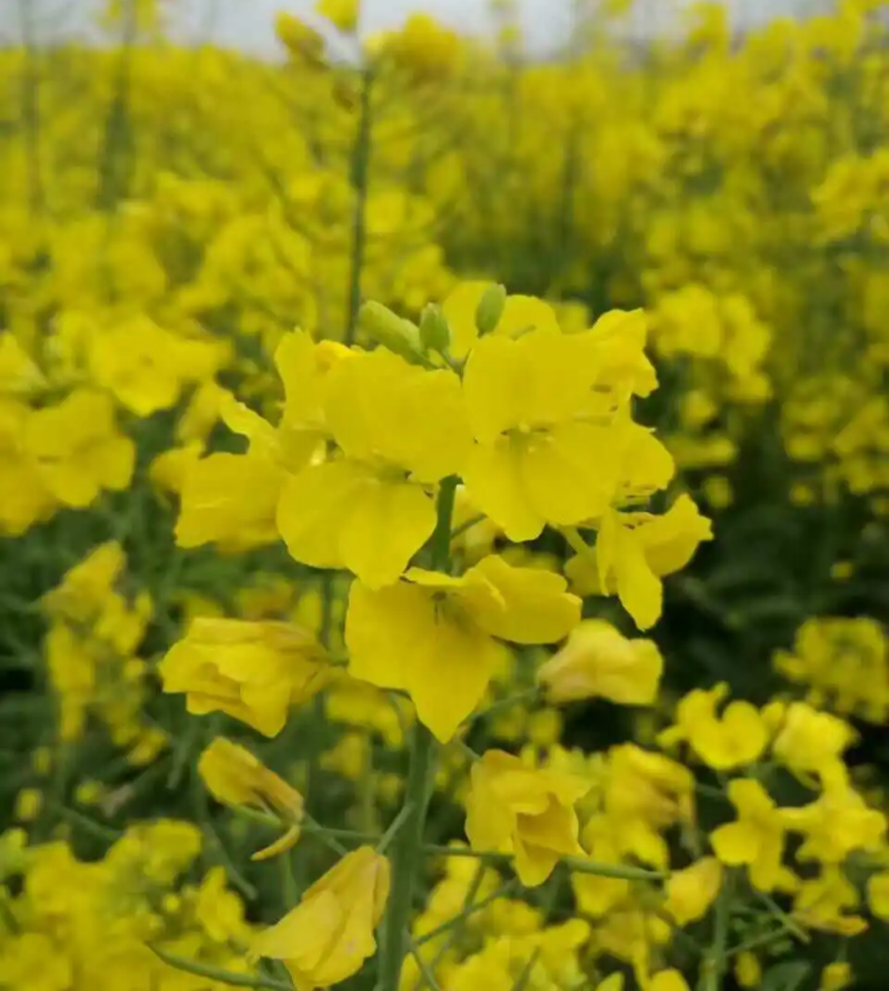 德正油1号油菜种子杂交中熟甘蓝型油菜高产抗病矮秆秋季播