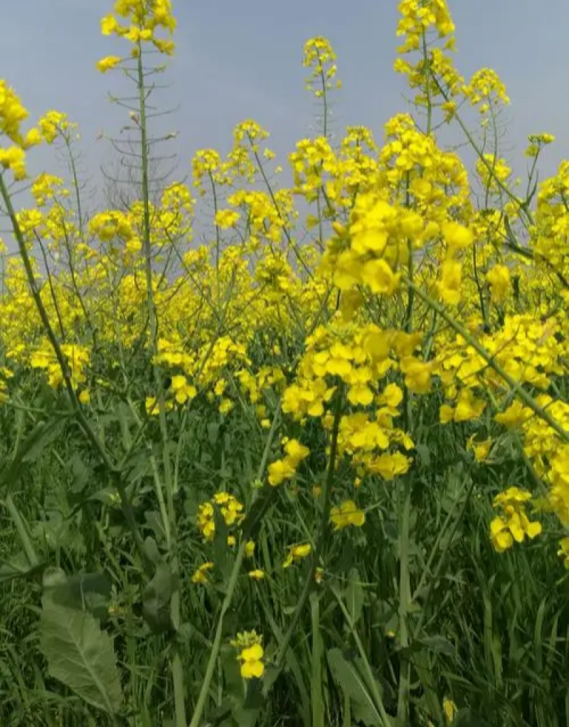 德正油1号油菜种子杂交中熟甘蓝型油菜高产抗病矮秆秋季播