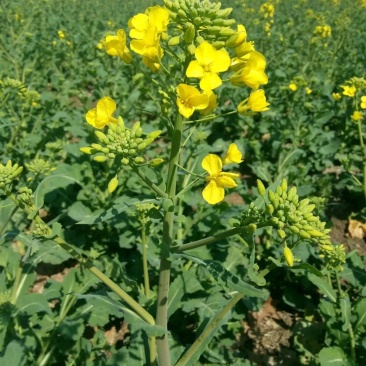 油博士838油菜种子优质抗病强抗倒油菜花种籽矮杆多油油菜