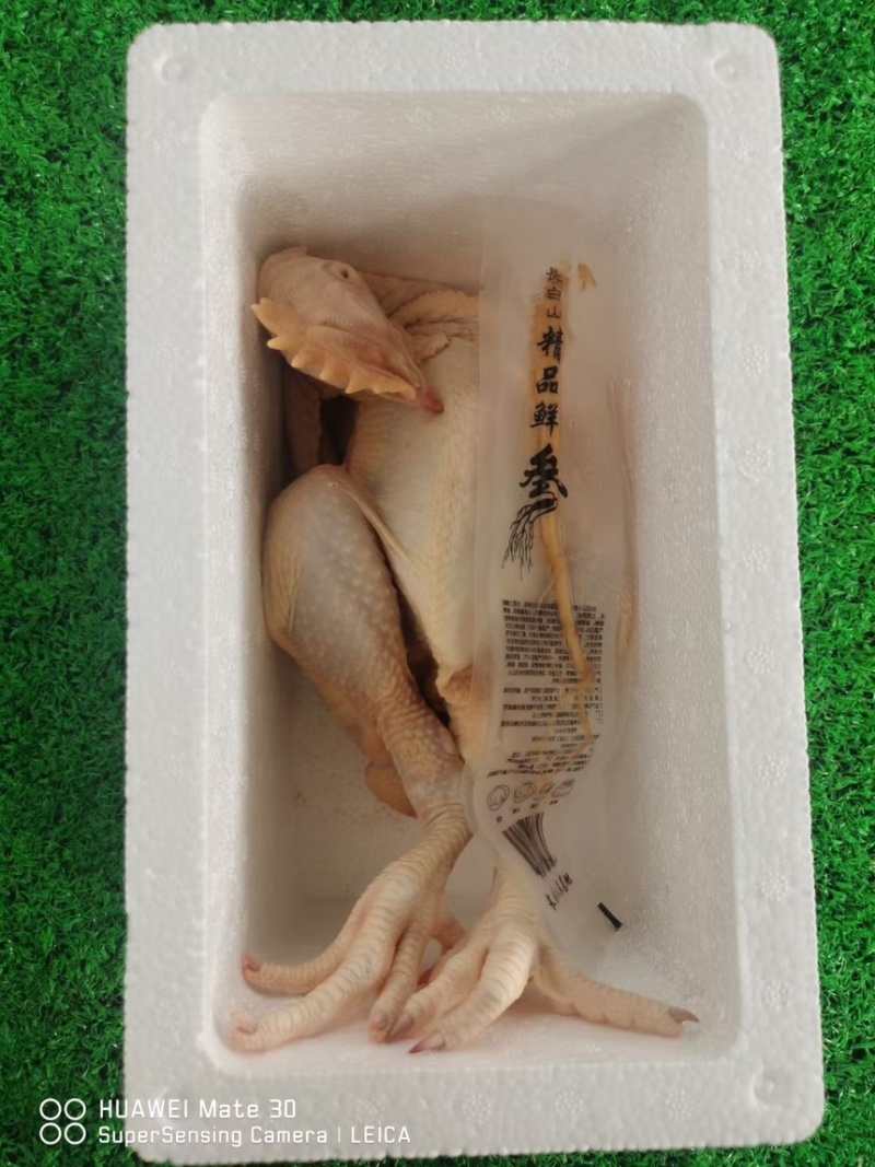 芦花鸡现杀活鸡大吨位供应接电商社区团购直播供应