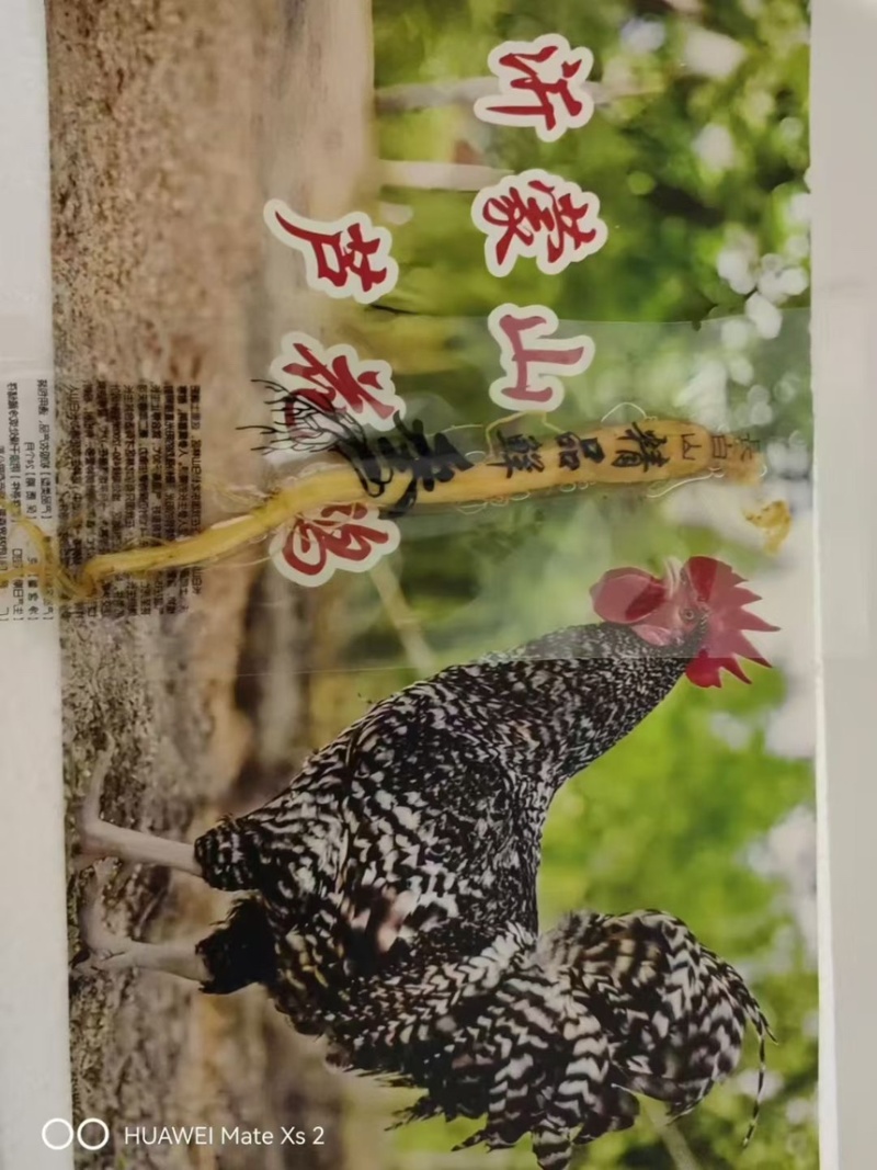 芦花鸡现杀活鸡大吨位供应接电商社区团购直播供应