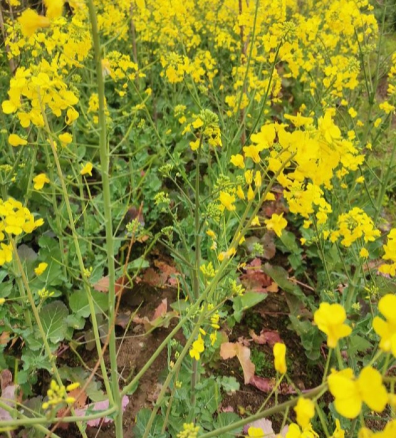 油博士838油菜种子优质抗病强抗倒油菜花种籽矮杆多油油菜