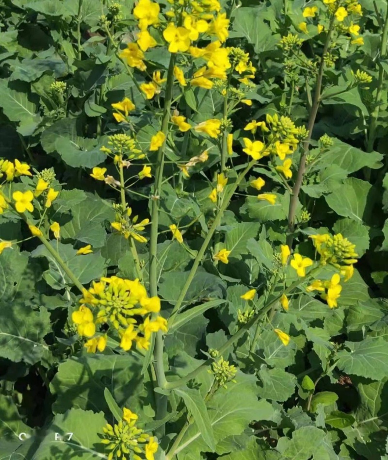 油博士838油菜种子优质抗病强抗倒油菜花种籽矮杆多油油菜