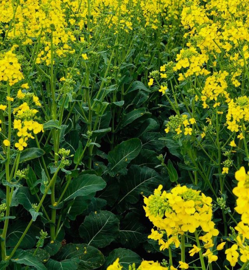 油博士838油菜种子优质抗病强抗倒油菜花种籽矮杆多油油菜