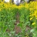 油博士838油菜种子优质抗病强抗倒油菜花种籽矮杆多油油菜