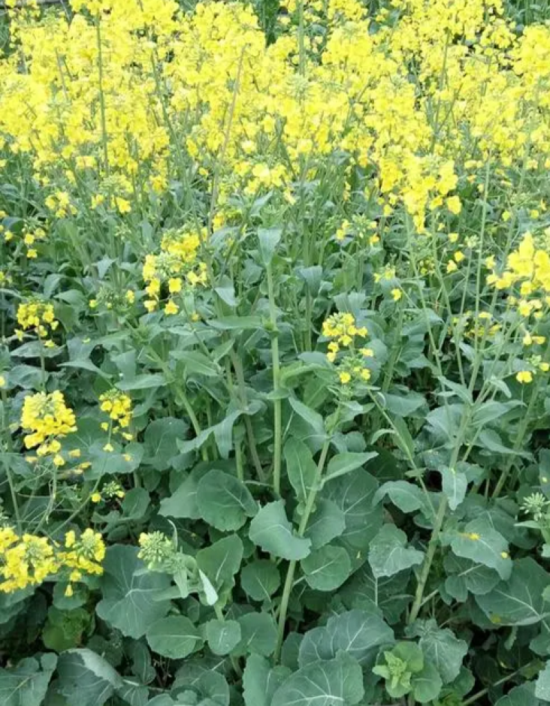 油博士838油菜种子优质抗病强抗倒油菜花种籽矮杆多油油菜