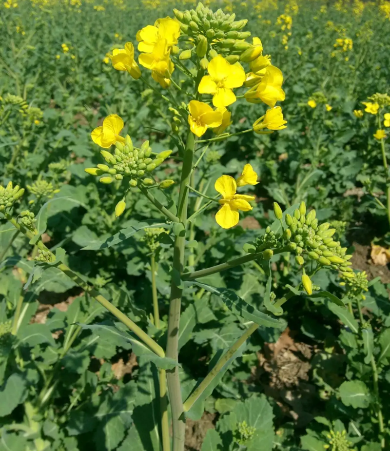 油博士838油菜种子优质抗病强抗倒油菜花种籽矮杆多油油菜