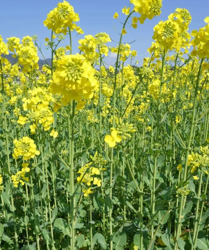 油博士838油菜种子优质抗病强抗倒油菜花种籽矮杆多油油菜