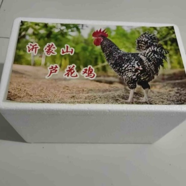 芦花鸡现杀活鸡大吨位供应接电商社区团购直播供应