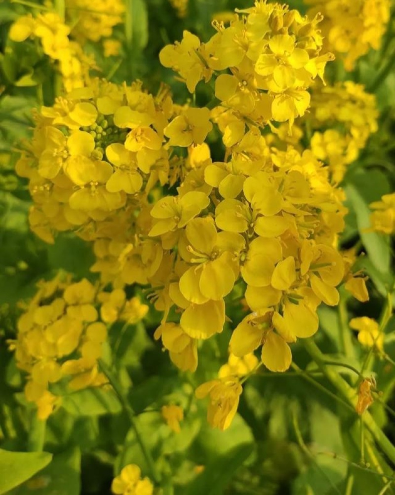 四川杂油5号油菜种子矮杆抗倒粒大荚密抗病高产油菜籽种子