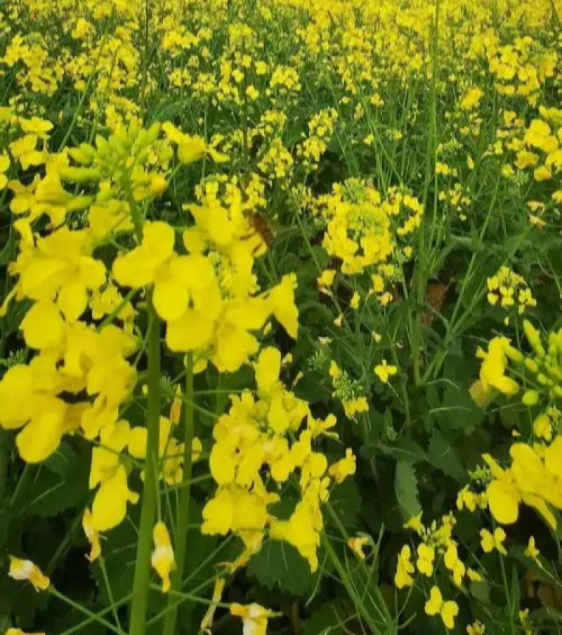 四川杂油5号油菜种子矮杆抗倒粒大荚密抗病高产油菜籽种子