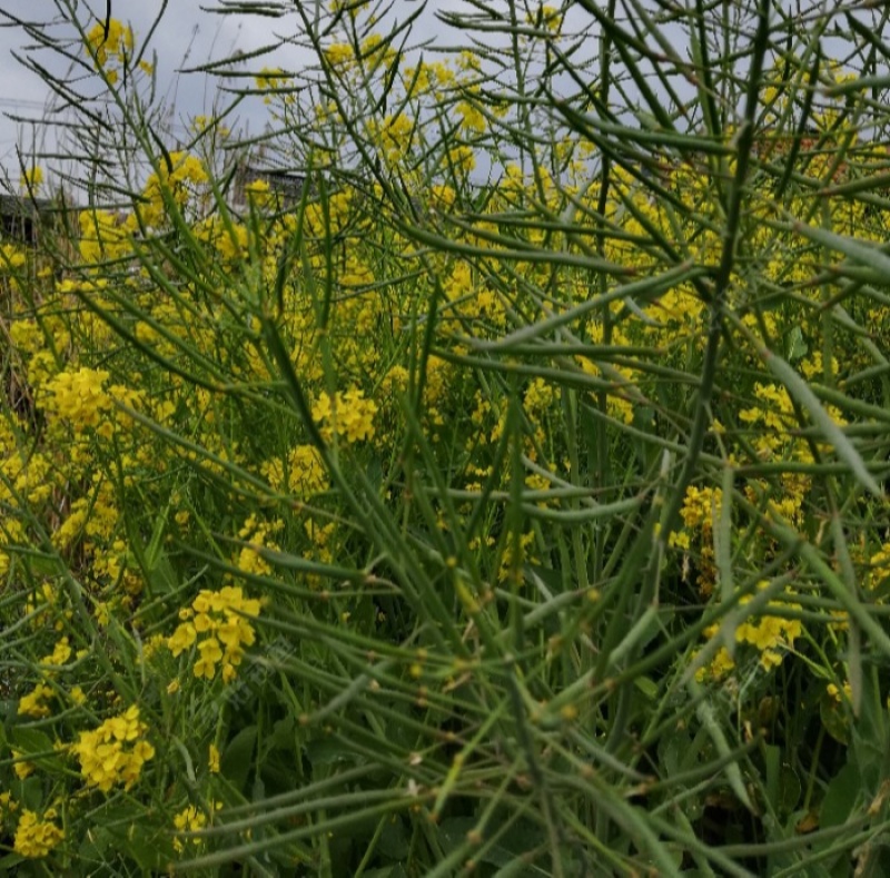 南马矮抗1号油菜种子高产高油抗病抗倒伏农家秋季播种耐寒蔬