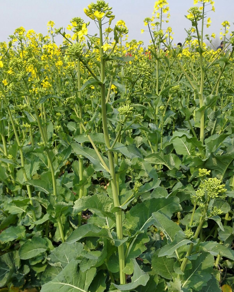 南马矮抗1号油菜种子高产高油抗病抗倒伏农家秋季播种耐寒蔬