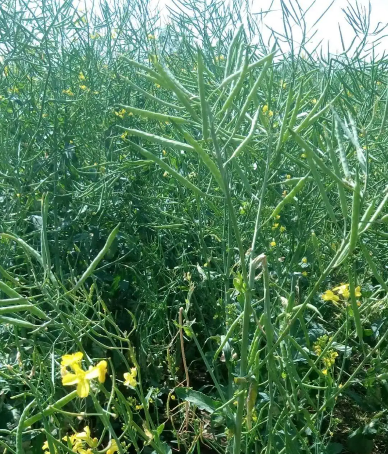 南马矮抗1号油菜种子高产高油抗病抗倒伏农家秋季播种耐寒蔬