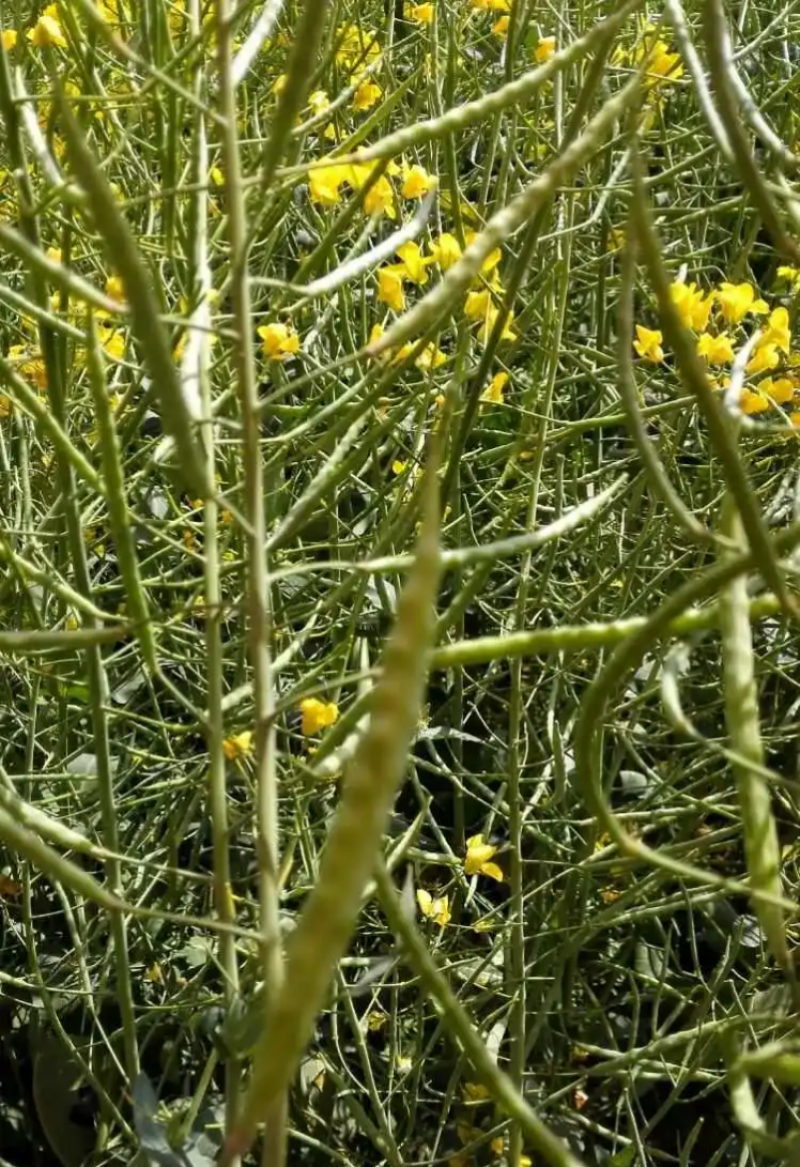 南马矮抗1号油菜种子高产高油抗病抗倒伏农家秋季播种耐寒蔬